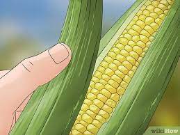 Why do pecan trees yield more nuts in some years than others? How To Control Corn Ear Worms 12 Steps With Pictures Wikihow