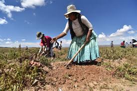 Competência da secretaria municipal de agricultura. En Bolivia La Agricultura Familiar Representa El 92 De Las Unidades Productivas La Razon Noticias De Bolivia Y El Mundo