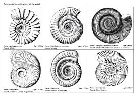 They are excellent index fossils, and it is often possible to link the rock layer in which they are found to specific geologic time periods. Image Result For Scientific Drawing Of An Ammonite