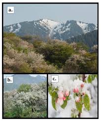 Today we take a look at a recently closed chuck e. Ijms Free Full Text Fox Hunting In Wild Apples Searching For Novel Genes In Malus Sieversii Html