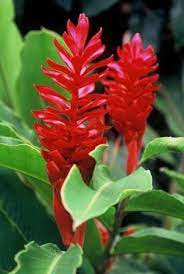 Learn How To Grow And Care For Flowering Ginger Ginger Plant Ginger Flower Flowers
