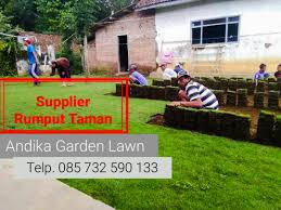 Meskipun harganya tidak bisa dibilang murah untuk ukuran per meter, rumput gajah mini termasuk salah satu item taman yang laris di pasaran. Terjual Harga Rumput Jepang Per Meter Di Jogja Wa 0857 3259 0133 Andika Garden Lawn Kaskus
