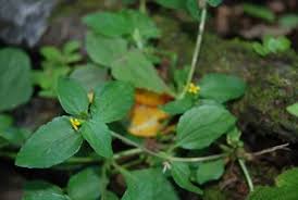 Image result for Synedrella nodiflora