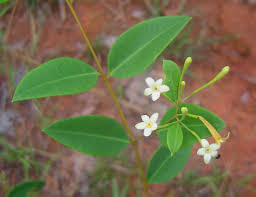 Image result for Synaptolepis alternifolia