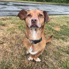 Our rain faces, but we still had a blast! Bowie, Bender, Beanie, Watson, Daisy,  Winston . #RainCityDogs #yvrdogs #vancouverdogs #604dogs  #vancouverdogwalker #dogsofvancouver #dogs604 #vancouverdogwalks  #yvrdogwalker #vancouver #YVR #ExploreVancouver ...