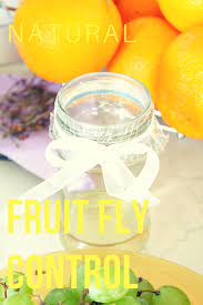 Fruit Fly Repellent Ideas That Are Natural Safe For You