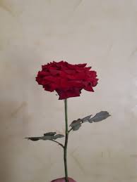 يا عاشقة الورد Oh You Rose Lover Rose Plants