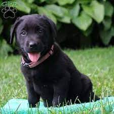 They will have had their first shots. Black Labrador Retriever Puppies For Sale Greenfield Puppies Labrador Retriever Puppies Black Labrador Retriever Black Labrador Retriever Puppy