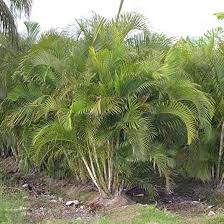 Image result for Dypsis lutescens