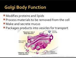 We did not find results for: Ite The Structure And Function Of Golgi Apparatus Brainly In