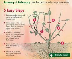 Now prune the rose bush so that it has five or six stems arranged equally apart roughly in a circle from the centre of the plant. Proven Winners Proven Winners Twitter Pruning Roses Planting Roses Hybrid Tea Roses