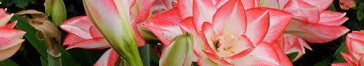 Image result for Hippeastrum