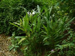 Image result for Hedychium coronarium