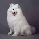 Grooming Samoyed