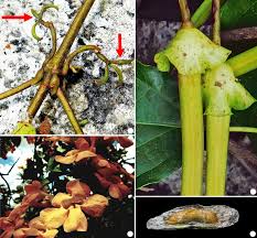 Image result for Dolichandra unguis-cati