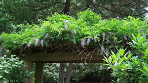 Image result for Virectaria