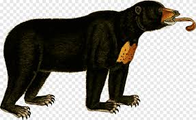 Maybe you would like to learn more about one of these? Beruang Coklat Beruang Hitam Amerika Beruang Matahari Koala Beruang Mamalia Hewan Png Pngegg