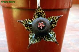 Image result for Duvalia polita