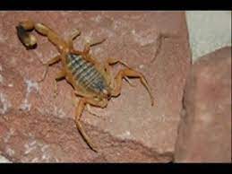 Los animales que podemos encontrar en el desierto se encuentran reptiles e insectos pero también podemos encontrar algunos mamíferos. Animales Del Desierto Youtube