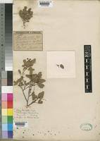 Image result for Searsia marlothii