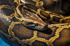Second, know the humidity in the cage, this can be easily measured with an analog humidity gauge available at lllreptile.com. Best Temperatures For Keeping A Ball Python Embora Pets