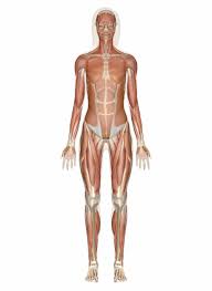 Muscular System Muscles Of The Human Body