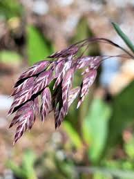 Image result for Poa binata