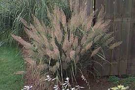 Calamagrostis Brachytricha Diamantgraes Grass Seed Ornamental Grasses Shade Plants