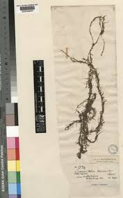 Image result for Potamogeton octandrus