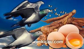 7 makanan burung nuri yang bagus versi alami dan buatan 25 july 2021. Membuat Pakan Racikan Untuk Jaga Stamina Merpati Tinggian Om Kicau