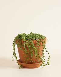 Image result for Senecio letouzeyanus