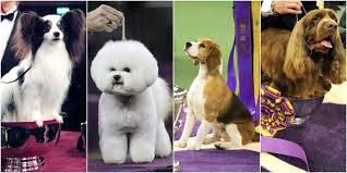 The westminster kennel club dog show in 1933. Westminster Dog Show Winners Photos Of The Winners Throughout The Years