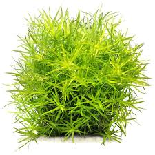 Image result for Heteranthera callifolia