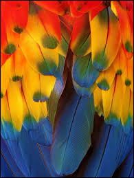 Birds Of A Feather Odyssey Feathered By Ruthanne Annaloro 500px Beautiful Birds Parrot Feather Macaw Feathers