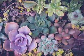 Wonderful faux succulent arrangements ideas wartaku succulent gift arrangement wooden box cecilie starin style diy festive succulent arrangements Indoor Succulents 6 Easy Decorating Ideas Rozanne And Friends