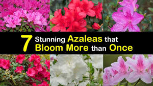 Available to the rest of australia spring 2018. 7 Stunning Azaleas That Bloom More Than Once