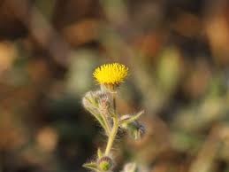 Image result for Blumea