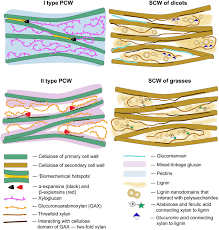 Cellulose is laid down by enzymes to form the primary cell. Elongating Maize Root Zone Specific Combinations Of Polysaccharides From Type I And Type Ii Primary Cell Walls Scientific Reports