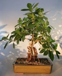 We did not find results for: Ginseng Ficus Bonsai Tree Root Over Rock Style Ficus Retusa