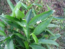 Image result for Maranta arundinacea