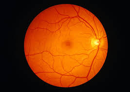 Image result for Retinal Anatomy