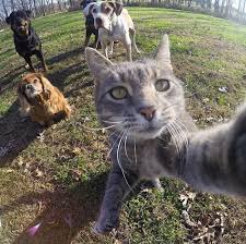Umnyj Selfi Kot Smeshnoj Kote