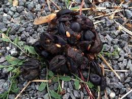 Image result for marten poop