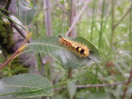 Download 11 caterpillars alaska images and stock photos. Have You Seen Damage From Rusty Blm Alaska Fire Service Facebook