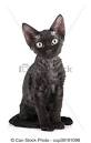 Popular items for black devon rex - etsy