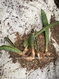 Image result for Sansevieria hallii