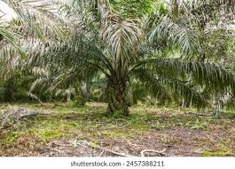 Image result for Elaeis