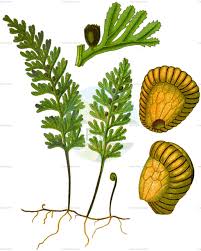 Image result for Hymenophyllaceae