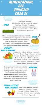 Cerca sempre di scegliere verdure fresche e senza pesticidi. Alimentazione Del Coniglio Nano La Guida Definitiva Infografiche Vet Fiocco Scalvi
