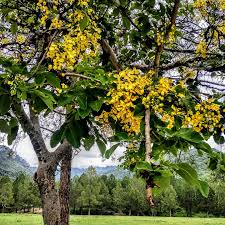 Image result for Pterocarpus megalocarpus